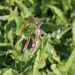 Rdesno objímavé 'Purple Spears' - Bistorta amplexicaulis 'Purple Spears'