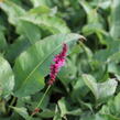 Rdesno objímavé 'Purple Spears' - Bistorta amplexicaulis 'Purple Spears'