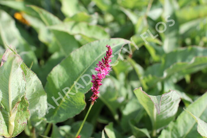 Rdesno objímavé 'Purple Spears' - Bistorta amplexicaulis 'Purple Spears'