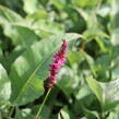 Rdesno objímavé 'Purple Spears' - Bistorta amplexicaulis 'Purple Spears'