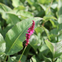 Rdesno objímavé 'Purple Spears' - Bistorta amplexicaulis 'Purple Spears'