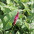 Bistorta amplexicaulis 'Purple Spears'.JPG