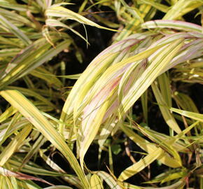 Rákosník japonský 'Aureola' - Hakonechloa macra 'Aureola'