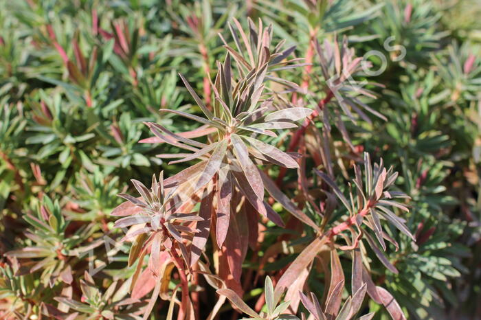 Pryšec hnědokvětý 'Galaxy Glow' - Euphorbia characias 'Galaxy Glow'