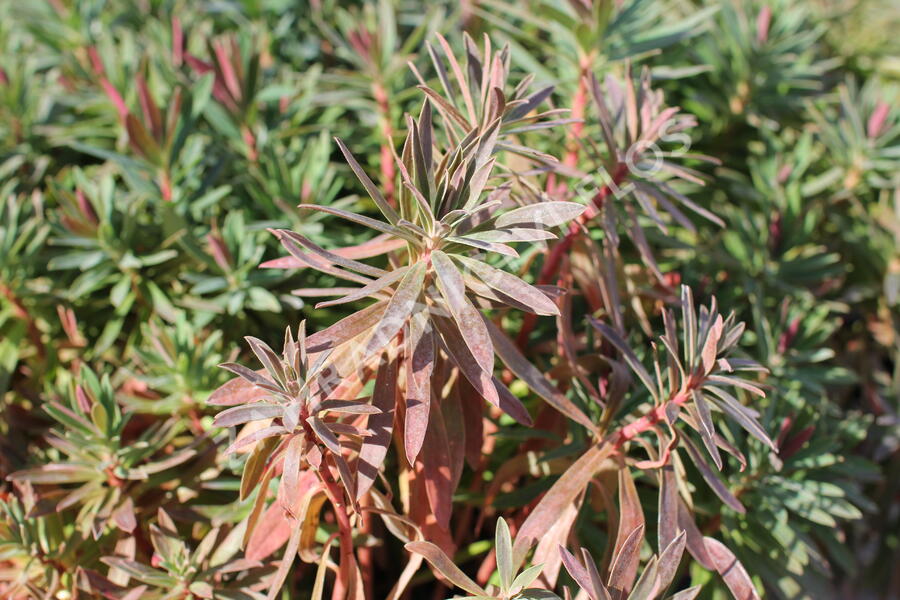 Pryšec hnědokvětý 'Galaxy Glow' - Euphorbia characias 'Galaxy Glow'