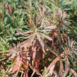 Pryšec hnědokvětý 'Galaxy Glow' - Euphorbia characias 'Galaxy Glow'