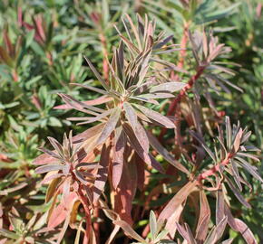 Pryšec hnědokvětý 'Galaxy Glow' - Euphorbia characias 'Galaxy Glow'