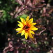 Janeba drsná 'Summer Pink' - Heliopsis helianthoides 'Summer Pink'