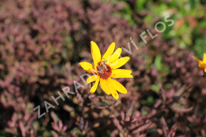 Janeba drsná 'Summer Pink' - Heliopsis helianthoides 'Summer Pink'