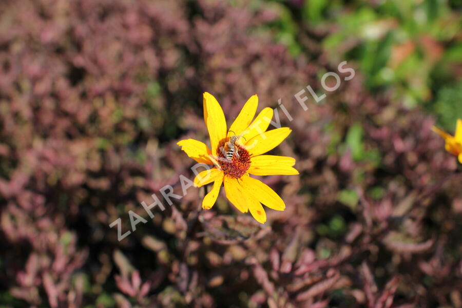 Janeba drsná 'Summer Pink' - Heliopsis helianthoides 'Summer Pink'