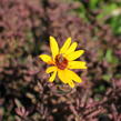 Janeba drsná 'Summer Pink' - Heliopsis helianthoides 'Summer Pink'