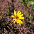 Heliopsis helianthoides 'Summer Pink'.JPG