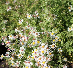 Hvězdnice vřesovcová 'Golden Spray' - Aster ericoides 'Golden Spray'