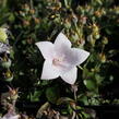 Zvonkovec velkokvětý, boubelka  'Codo Rose' - Platycodon grandiflorus 'Codo Rose'