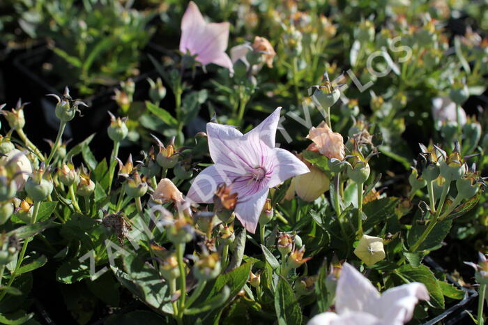 Zvonkovec velkokvětý, boubelka  'Codo Rose' - Platycodon grandiflorus 'Codo Rose'