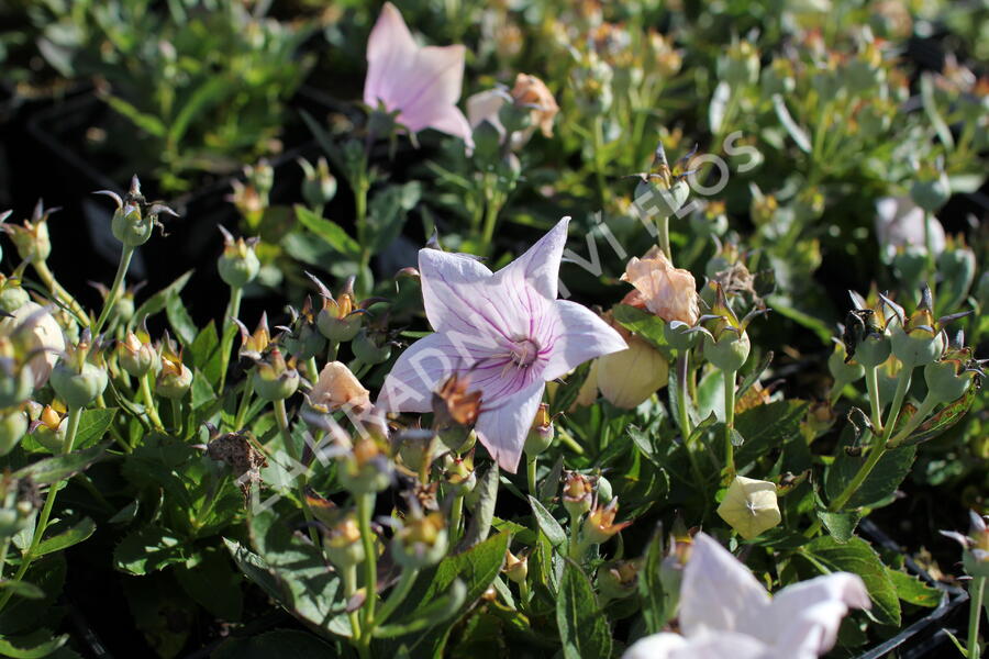 Zvonkovec velkokvětý, boubelka  'Codo Rose' - Platycodon grandiflorus 'Codo Rose'