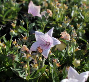 Zvonkovec velkokvětý, boubelka  'Codo Rose' - Platycodon grandiflorus 'Codo Rose'