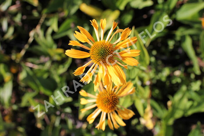 Třapatkovka nachová 'Yellow Passion' - Echinacea purpurea 'Yellow Passion'