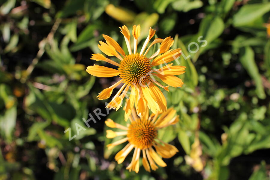 Třapatkovka nachová 'Yellow Passion' - Echinacea purpurea 'Yellow Passion'