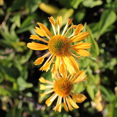 Třapatkovka nachová 'Yellow Passion' - Echinacea purpurea 'Yellow Passion'