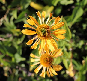 Třapatkovka nachová 'Yellow Passion' - Echinacea purpurea 'Yellow Passion'