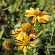 Třapatkovka nachová 'Yellow Passion' - Echinacea purpurea 'Yellow Passion'