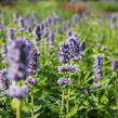 Agastache 'Blue Fortune' - Agastache hybrida 'Blue Fortune'