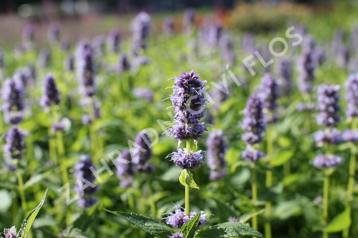 Agastache 'Blue Fortune' - Agastache hybrida 'Blue Fortune'