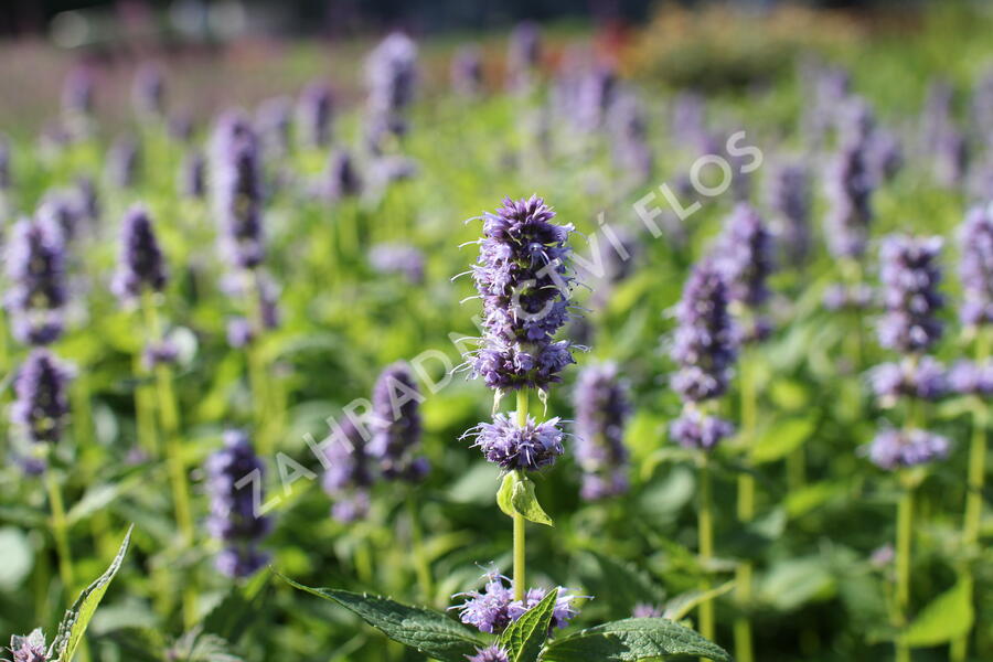 Agastache 'Blue Fortune' - Agastache hybrida 'Blue Fortune'