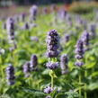 Agastache 'Blue Fortune' - Agastache hybrida 'Blue Fortune'