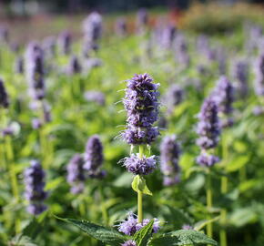 Agastache 'Blue Fortune' - Agastache hybrida 'Blue Fortune'