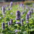 Agastache hybrida 'Blue Fortune'.JPG