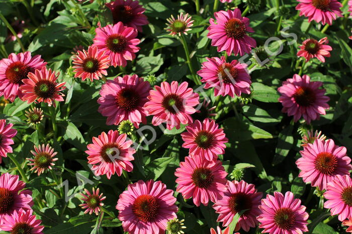 Třapatkovka nachová 'Evolution Colorific' - Echinacea purpurea 'Evolution Colorific'