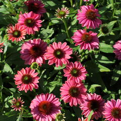 Třapatkovka nachová 'Evolution Colorific' - Echinacea purpurea 'Evolution Colorific'