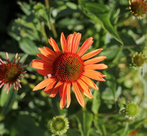 Třapatkovka 'Orange Passion' - Echinacea purpurea 'Orange Passion'