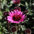 Třapatkovka nachová 'Fatal Attraction' - Echinacea purpurea 'Fatal Attraction'