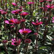 Třapatkovka nachová 'Fatal Attraction' - Echinacea purpurea 'Fatal Attraction'