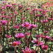 Třapatkovka nachová 'Fatal Attraction' - Echinacea purpurea 'Fatal Attraction'