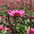 Třapatkovka nachová 'Fatal Attraction' - Echinacea purpurea 'Fatal Attraction'