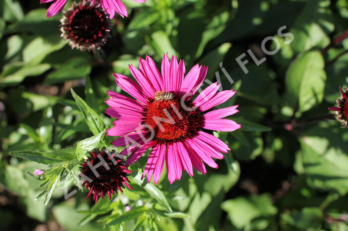 Třapatkovka nachová 'Fatal Attraction' - Echinacea purpurea 'Fatal Attraction'