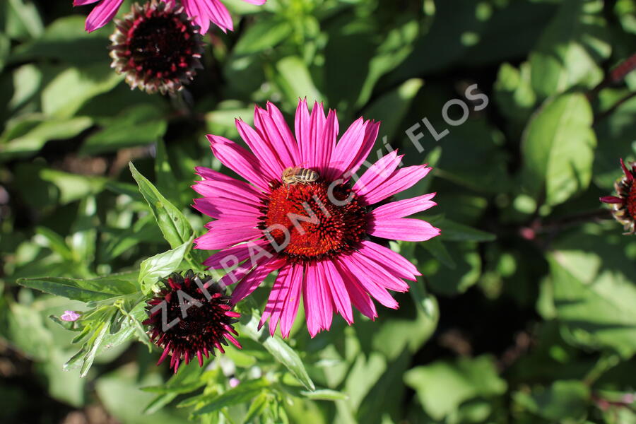 Třapatkovka nachová 'Fatal Attraction' - Echinacea purpurea 'Fatal Attraction'