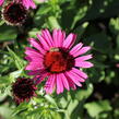 Třapatkovka nachová 'Fatal Attraction' - Echinacea purpurea 'Fatal Attraction'