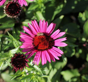 Třapatkovka nachová 'Fatal Attraction' - Echinacea purpurea 'Fatal Attraction'