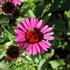 Echinacea purpurea 'Fatal Attraction'_05.JPG