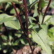 Třapatkovka nachová 'Fatal Attraction' - Echinacea purpurea 'Fatal Attraction'