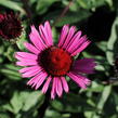 Třapatkovka nachová 'Fatal Attraction' - Echinacea purpurea 'Fatal Attraction'