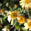 Třapatkovka nachová 'Mellow Yellows' - Echinacea purpurea 'Mellow Yellows'