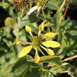 Třapatkovka nachová 'Mellow Yellows' - Echinacea purpurea 'Mellow Yellows'