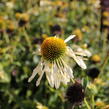 Třapatkovka nachová 'Mellow Yellows' - Echinacea purpurea 'Mellow Yellows'