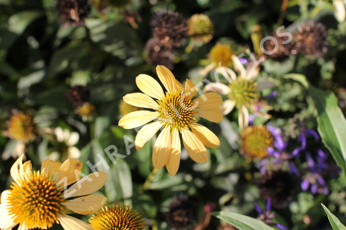 Třapatkovka nachová 'Mellow Yellows' - Echinacea purpurea 'Mellow Yellows'